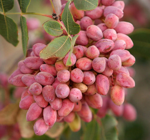 نهال پسته